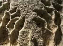 История Болоджи